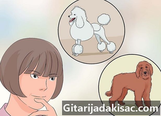 Cum de a deveni un groomer câine