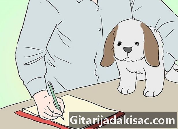 Como se tornar um veterinário