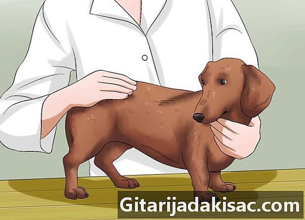 如何诊断腊肠狗的背部问题