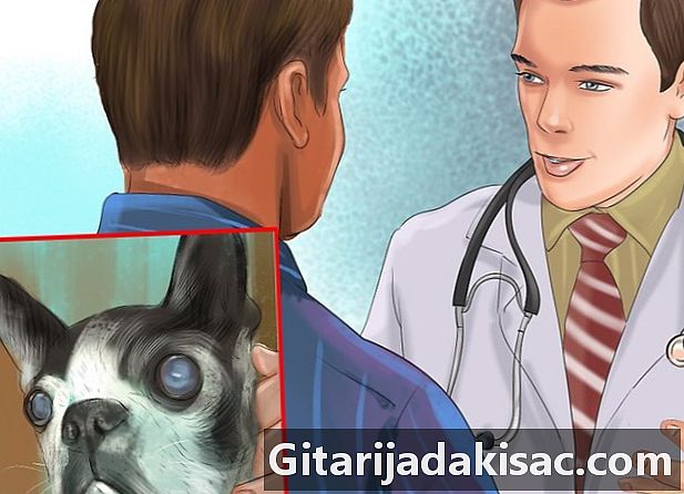 Wie man Augenprobleme im Boston-Terrier bestimmt
