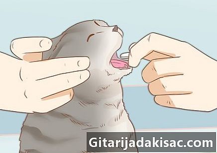 Sådan diagnosticeres og behandles indolente mavesår hos katte