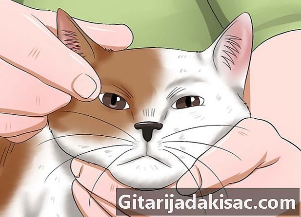Wie man Bindehautentzündung bei Katzen diagnostiziert