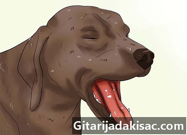 Jak diagnostikovat srdeční červ u psů