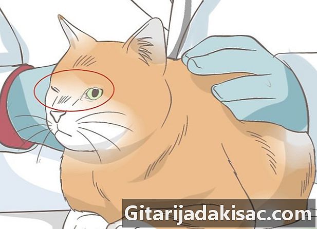 Wie man Keratitis bei Katzen diagnostiziert