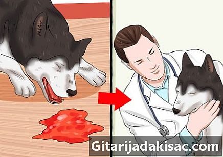 Sådan diagnosticeres hundeparvovirose