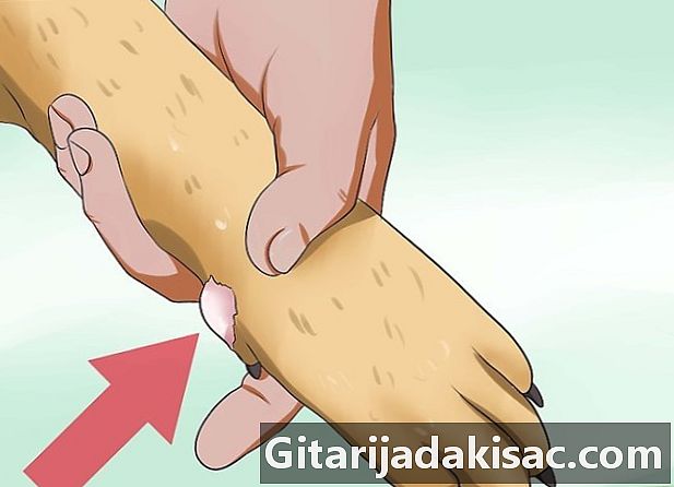 犬のランキストーマ感染を診断する方法