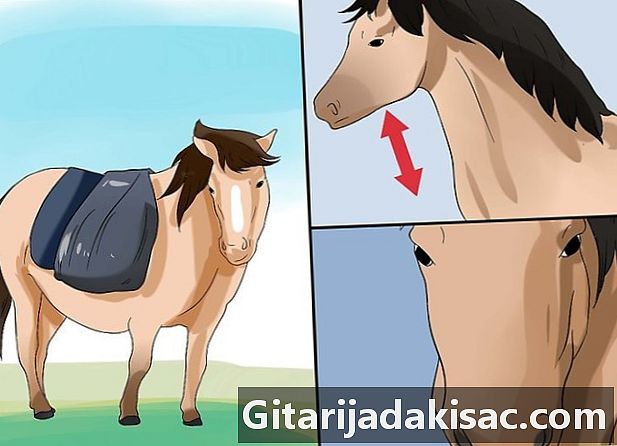 如何区分马与小马