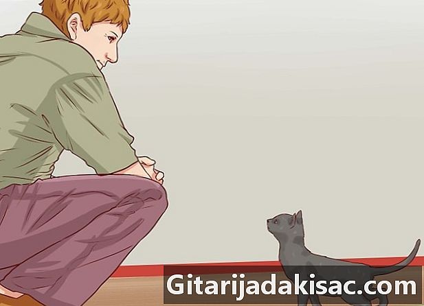 Как да дисциплинираме котка