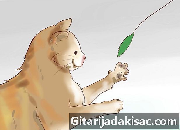 Как да дисциплинираме котка или коте