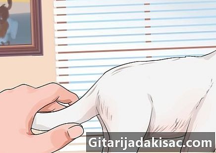 Как да опитомите коте
