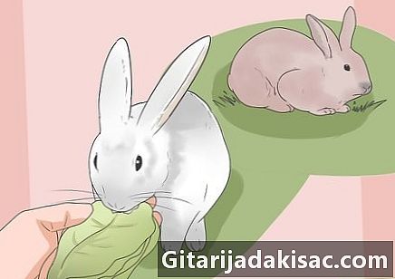 Tavşan uyarlanmış yeşil sebzeler nasıl verilir