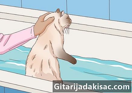 Cómo bañar a un gato agresivo con el menor daño posible