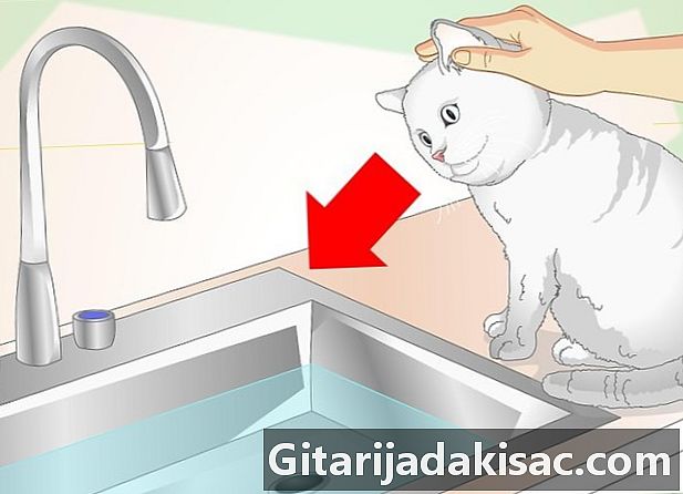 如何给猫洗澡而不被抓