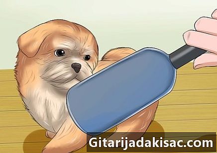 Как дать ванну щенку ши-тцу