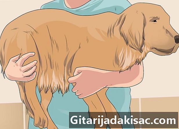 Bagaimana untuk memberi mandian kepada anjing yang hamil