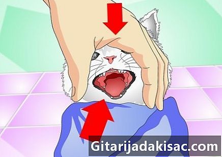 Hur man ger en flytande medicin till en katt