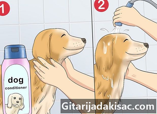 Hoe een betere geur aan uw hond te geven