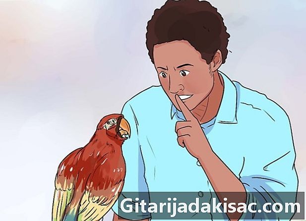 Come addestrare i pappagalli per fare meno rumore