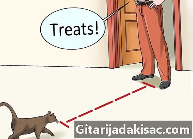 Hoe uw kat te trainen om te komen wanneer hij wordt geroepen