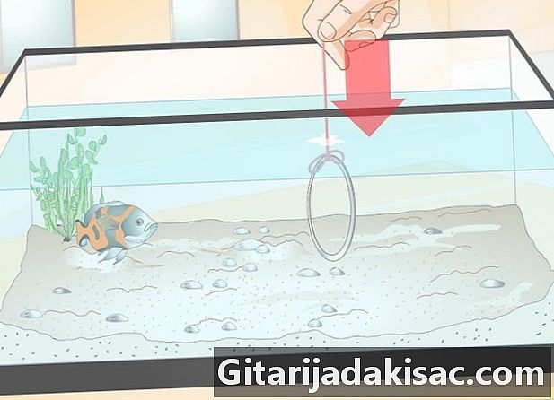 Jak wytresować rybę do robienia sztuczek