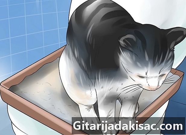 Cómo entrenar a un gato para ir al baño