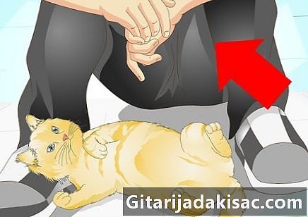 Cómo entrenar a un gato con un clicker