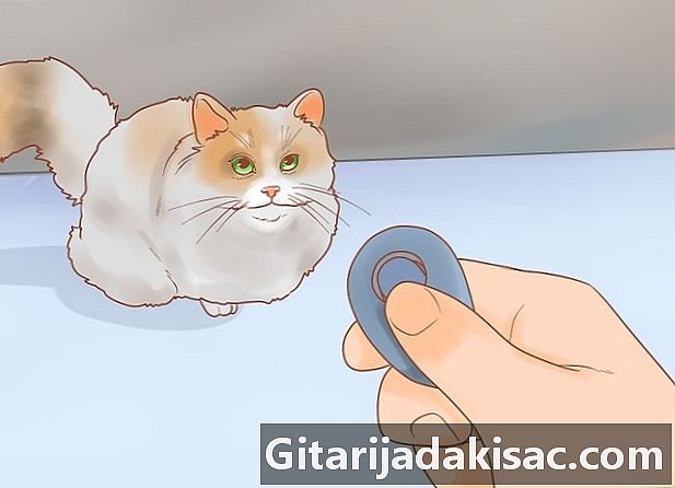 Come addestrare un gatto in modo che sia un gatto terapeutico