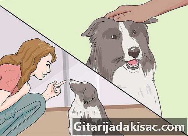 Bagaimana untuk melatih anjing dewasa