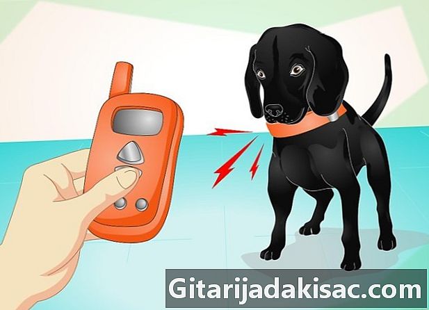 Kuinka kouluttaa koira elektronisella kauluksella