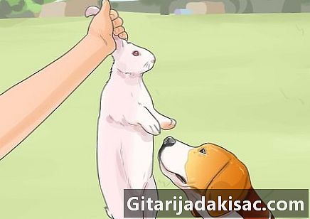 Cómo entrenar a un perro para cazar conejos