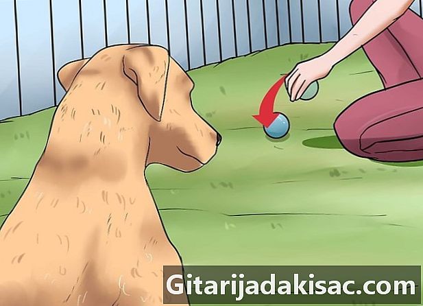 Як привчити собаку до треку
