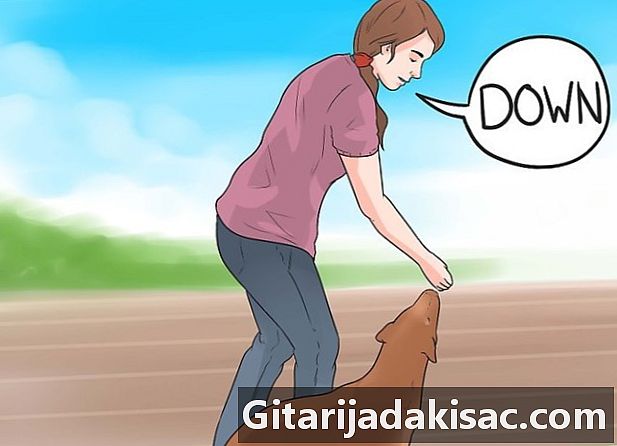 Як навчити собаку повзати