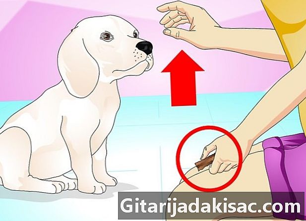 Hur man tränar en hund att skriva i handen