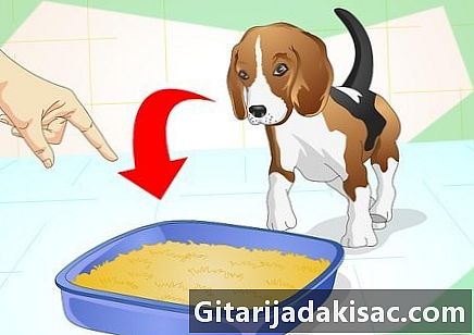 Πώς να εκπαιδεύσει ένα σκυλί για να χρησιμοποιήσει μια στρωμνή