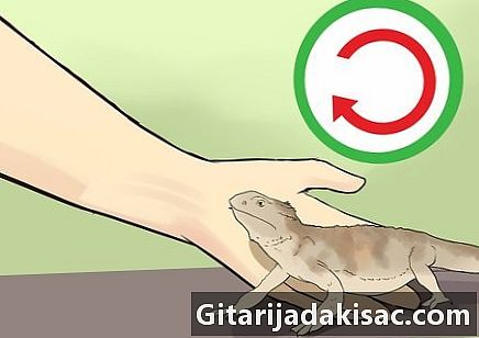 Bagaimana untuk melatih naga berjanggut