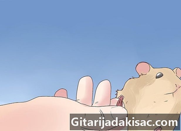 Hur man tränar en hamster