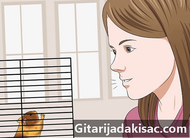 Hur man tränar en hamster för att inte bita - Kunskap