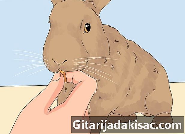 Hoe een konijn te trainen