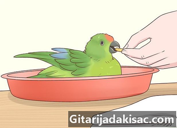 Как да тренираме папагал