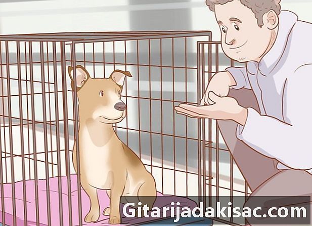 Cómo entrenar a un perro viejo para que se quede en una jaula