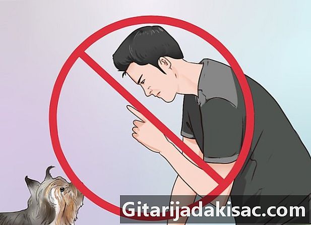 Come addestrare un yorkshire terrier