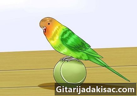 Cum să antrenezi un parakeet