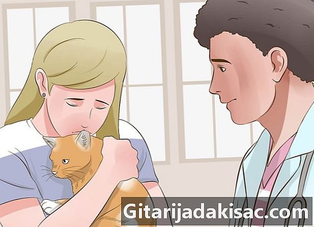 Durchführung einer kardiopulmonalen Wiederbelebung bei einer Katze