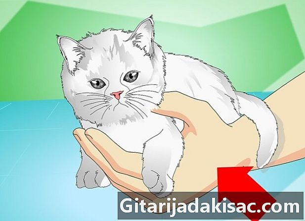 Làm thế nào để ngăn mèo con khóc
