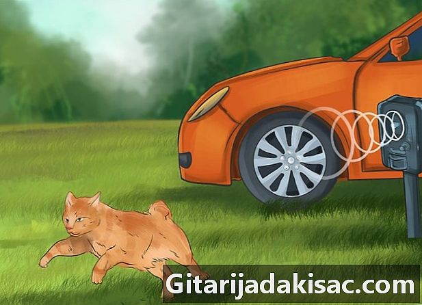 كيفية منع القطط من ركوب على غطاء محرك السيارة