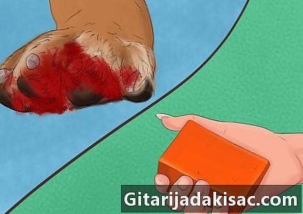 Bagaimana mencegah cakar anjing dari pendarahan