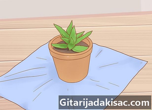Cómo evitar que los gatos coman plantas