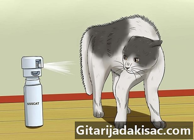 כיצד למנוע מחתולים לעלות על השולחנות