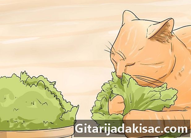 Cara mencegah kucing dari mengambil kebun mereka untuk sampah
