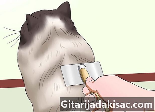 Hur man förhindrar håret på en katt från att trassla in